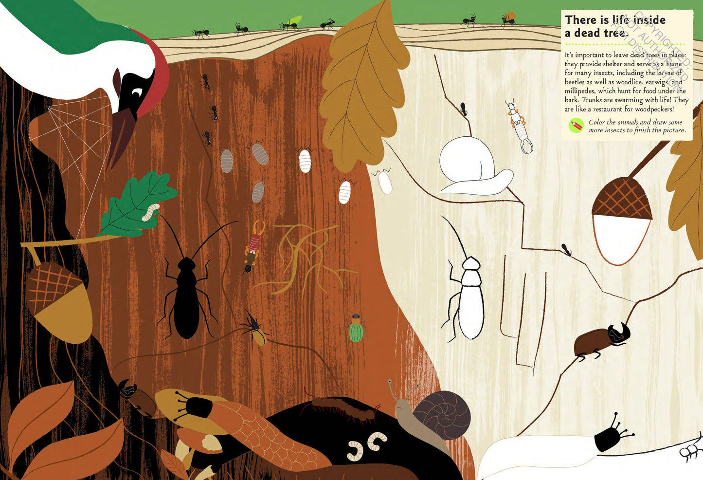 Garden Insects and Bugs Sticker Activity Book